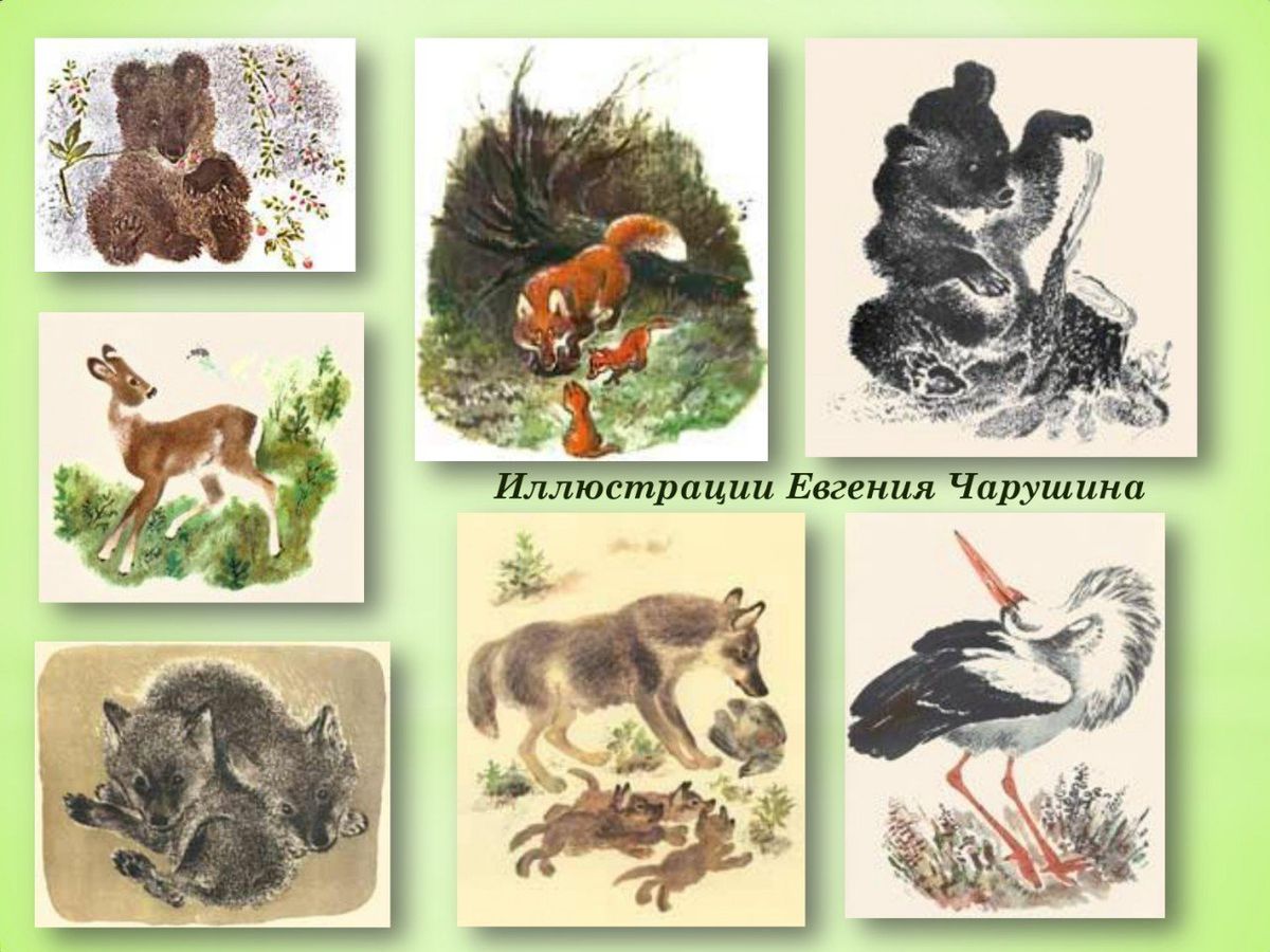 Волшебный мир зверей и птиц  Евгения Чарушина_page-0007